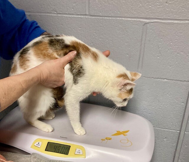 View Leprechaun the Cat Photo #2