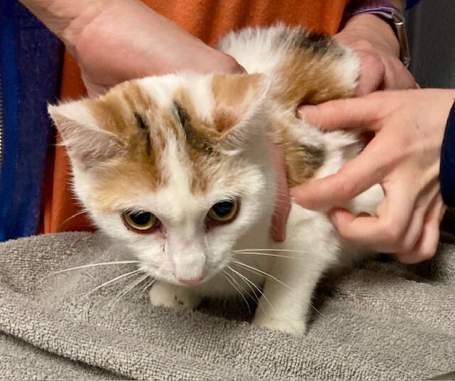 View Leprechaun the Cat Photo #3