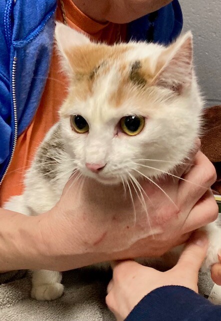 View Leprechaun the Cat Photo #4