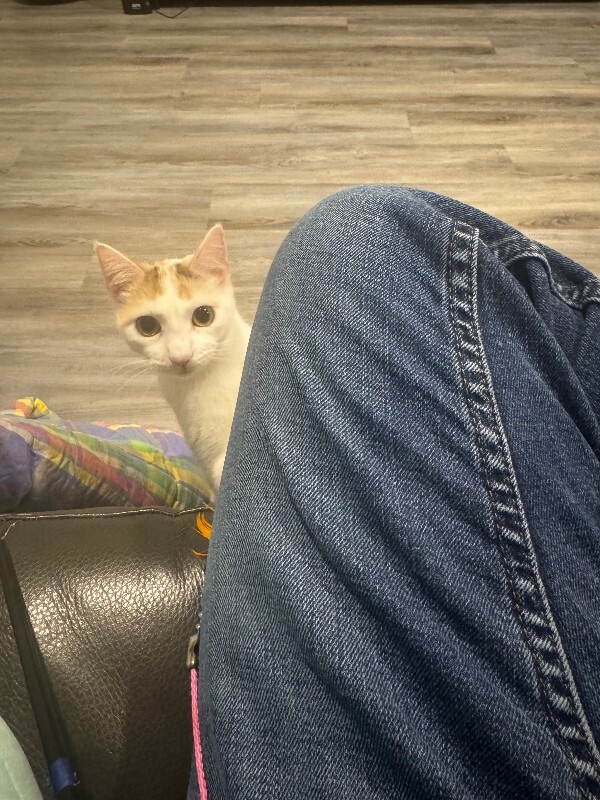View Leprechaun the Cat Photo #11