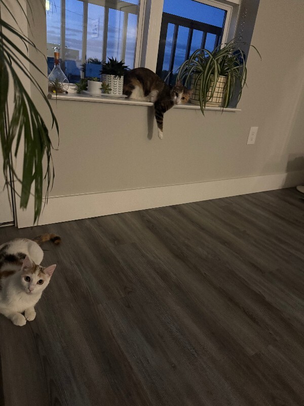 View Leprechaun the Cat Photo #11