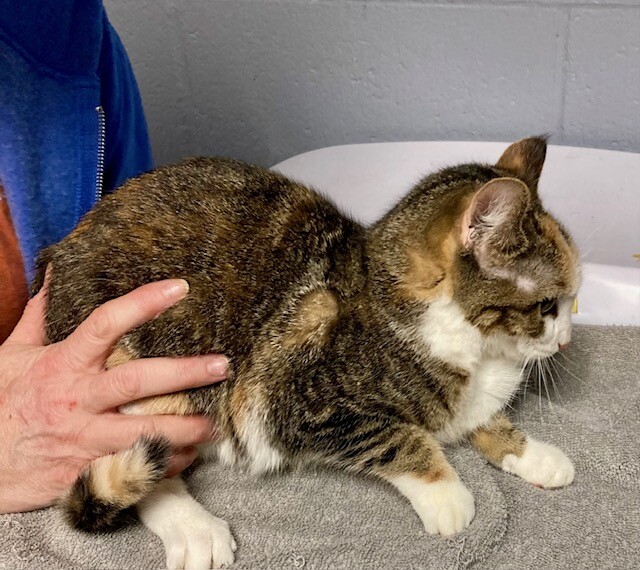 View Pot O' Gold the Cat Photo #3