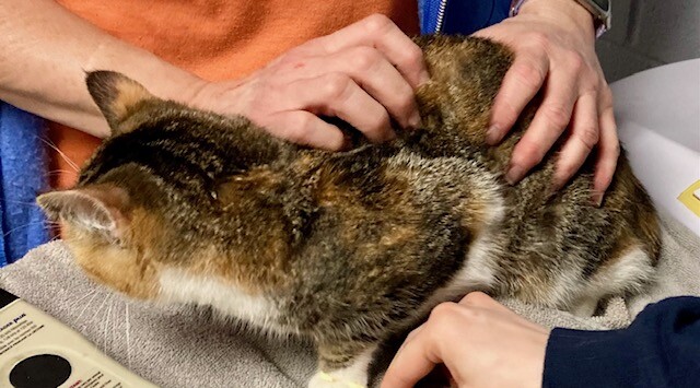 View Pot O' Gold the Cat Photo #4