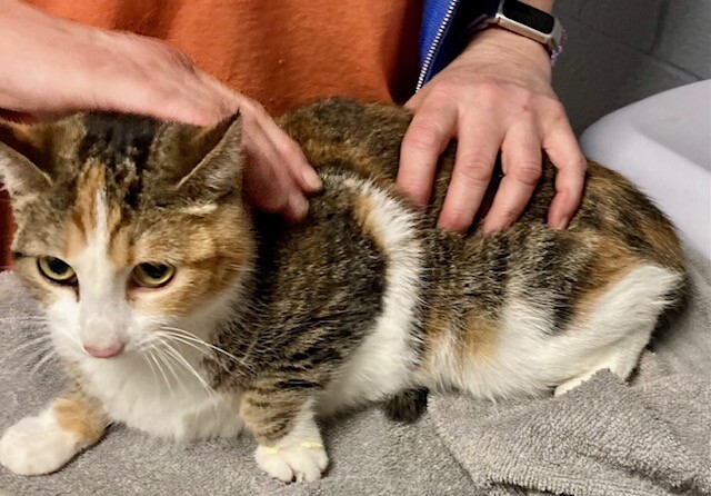 View Pot O' Gold the Cat Photo #2