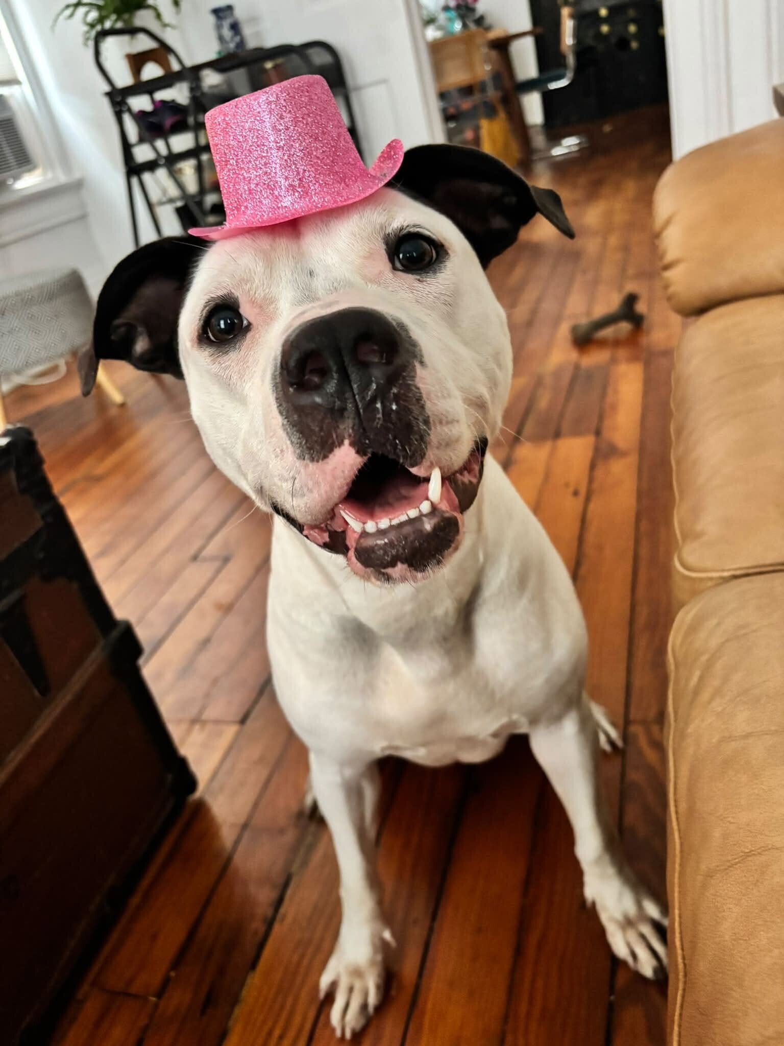 Learn More About Lillian Lillian - Dog