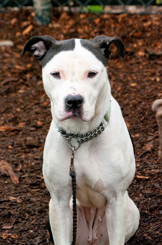 View Lillian the Dog Photo #7