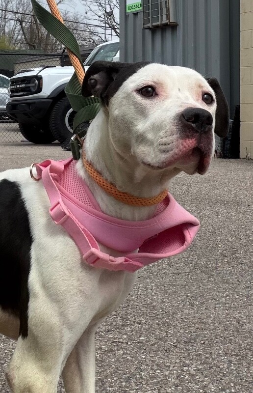 View Lillian the Dog Photo #2