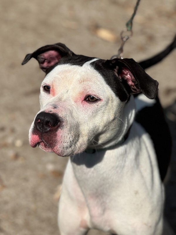 View Lillian the Dog Photo #6