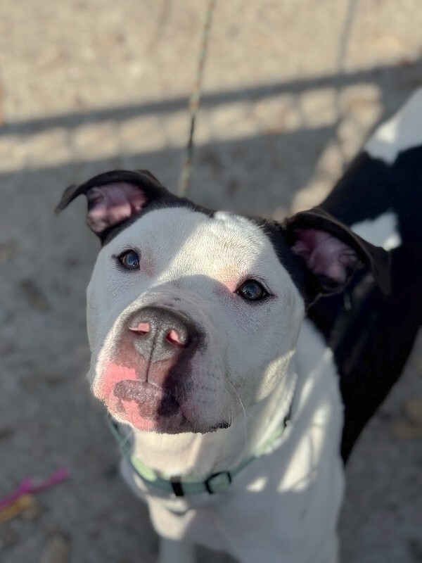 View Lillian the Dog Photo #3