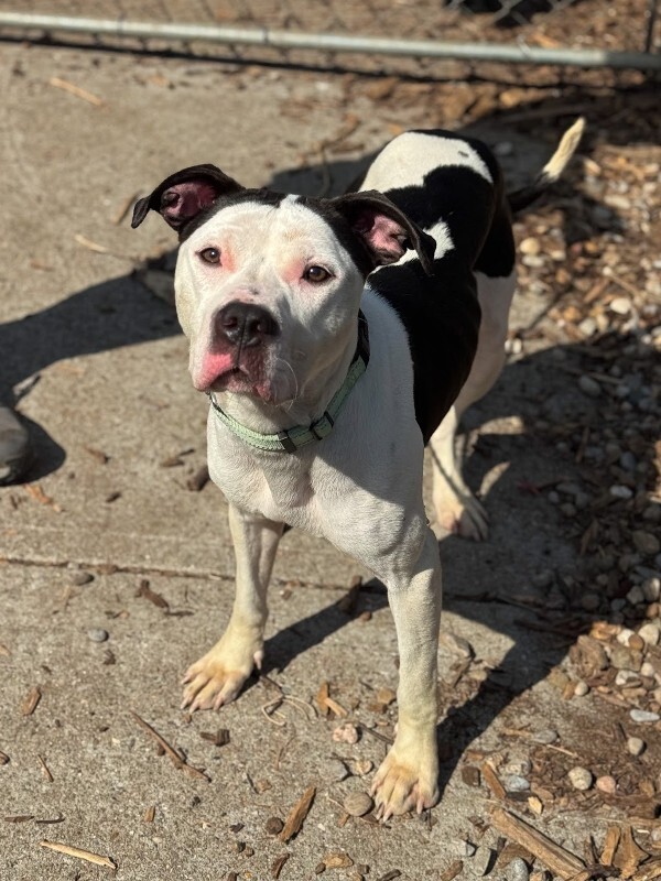 View Lillian the Dog Photo #4