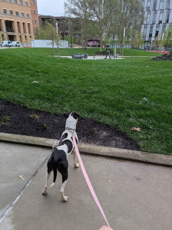 View Lillian the Dog Photo #11