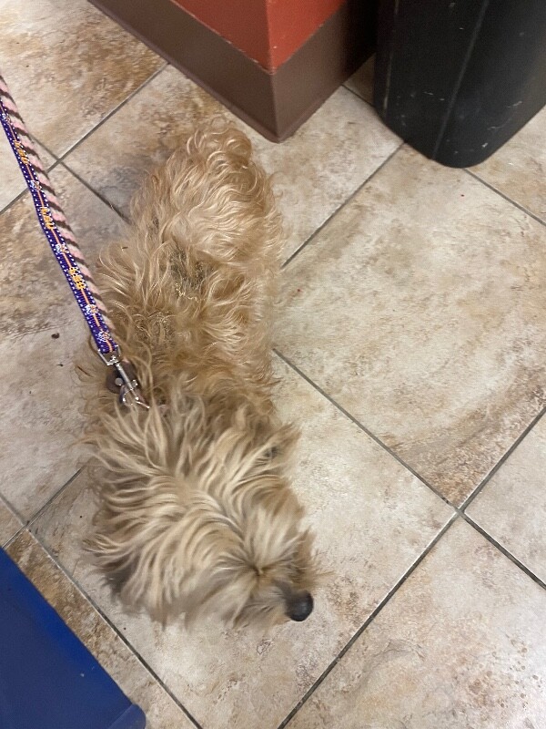 View Stray the Dog Photo #2