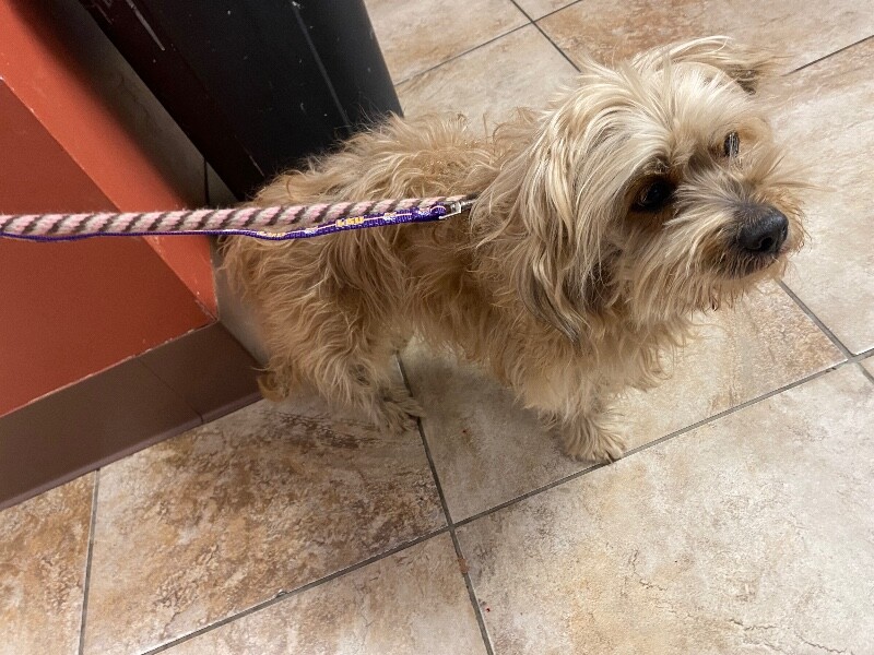 View Stray the Dog Photo #3