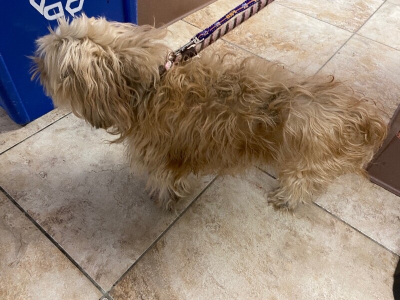 View Stray the Dog Photo #4