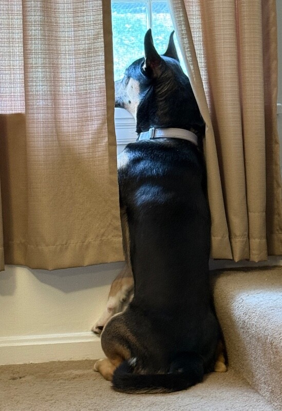 View Steve the Dog Photo #3