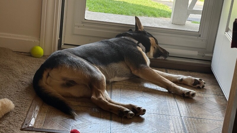 View Steve the Dog Photo #4