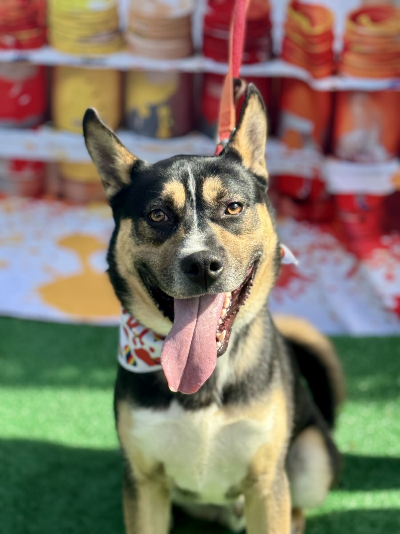 Learn More About Steve Steve - Dog