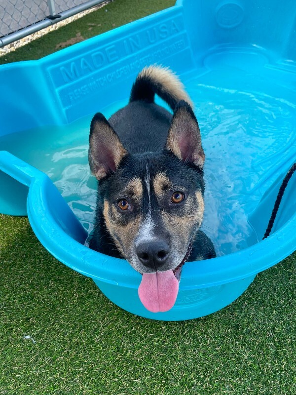 Steve - Dog