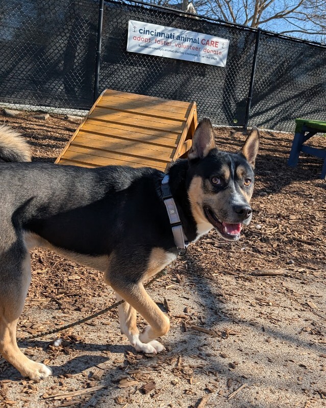 View Steve the Dog Photo #9