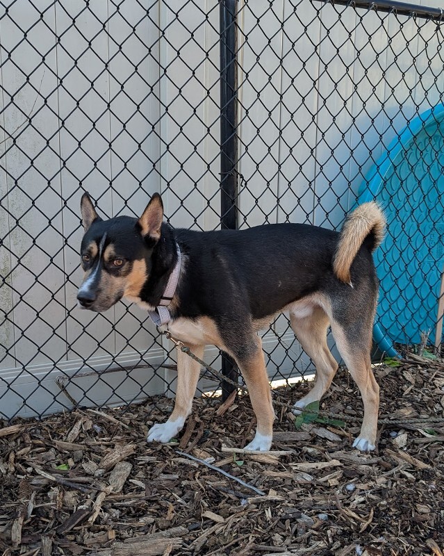 View Steve the Dog Photo #8