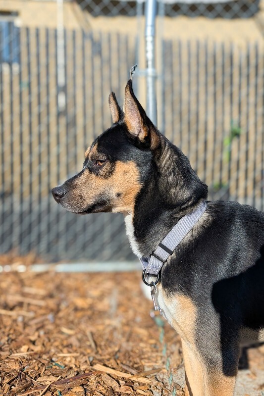 View Steve the Dog Photo #6