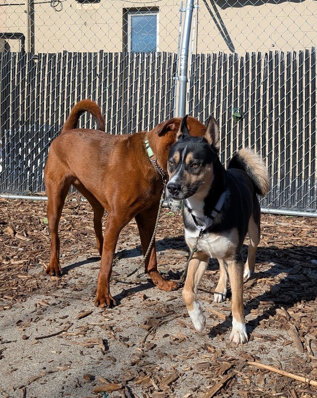 View Steve the Dog Photo #7