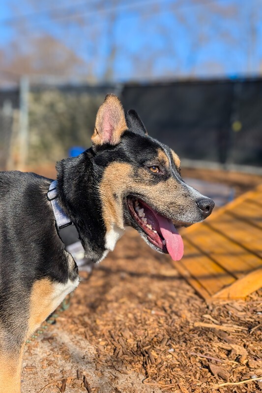 View Steve the Dog Photo #5