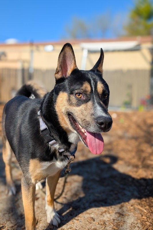 View Steve the Dog Photo #2