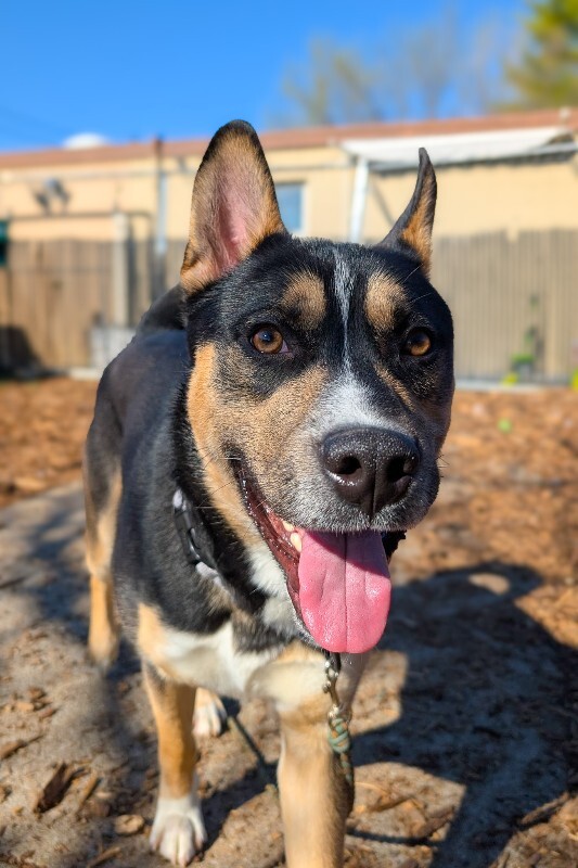 View Steve the Dog Photo #10