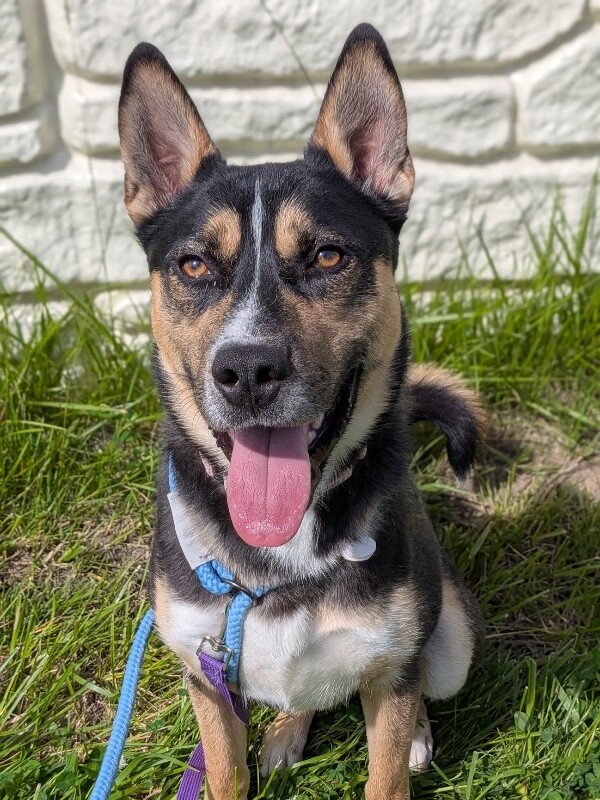 Learn More About Steve Steve - Dog