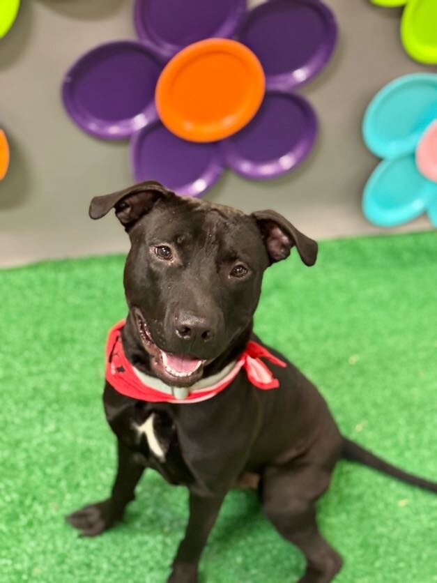 Learn More About Aj AJ - Dog
