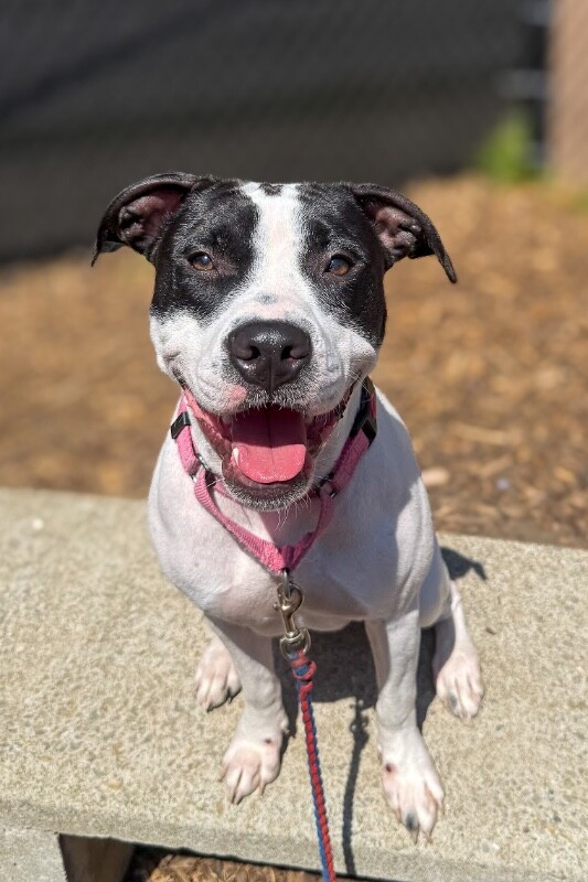 Learn More About Daisy Daisy - Dog