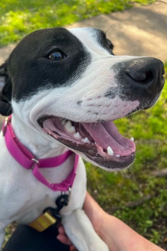 View Daisy the Dog Photo #2