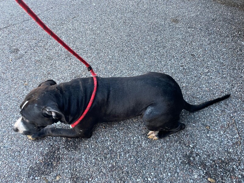 View Goosey the Dog Photo #4