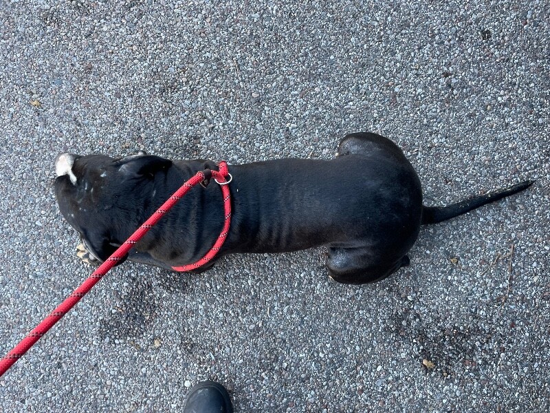 View Goosey the Dog Photo #2