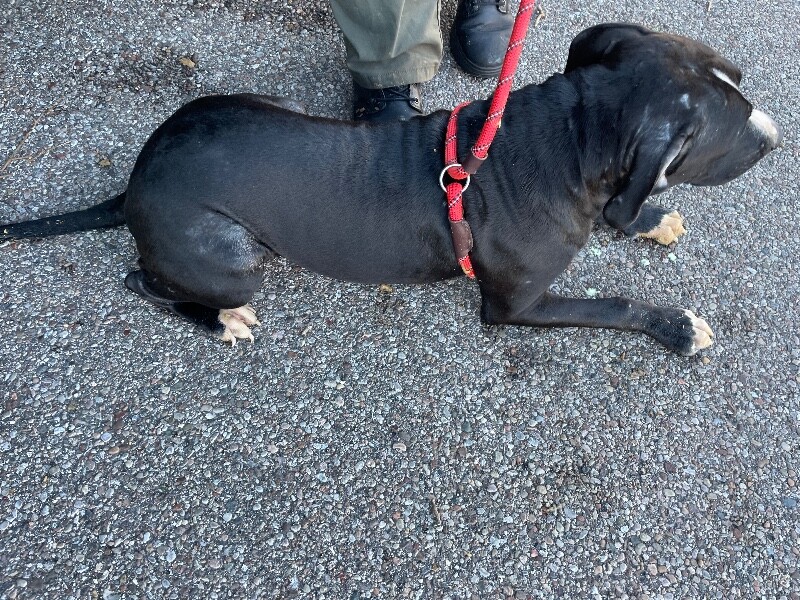 View Goosey the Dog Photo #3