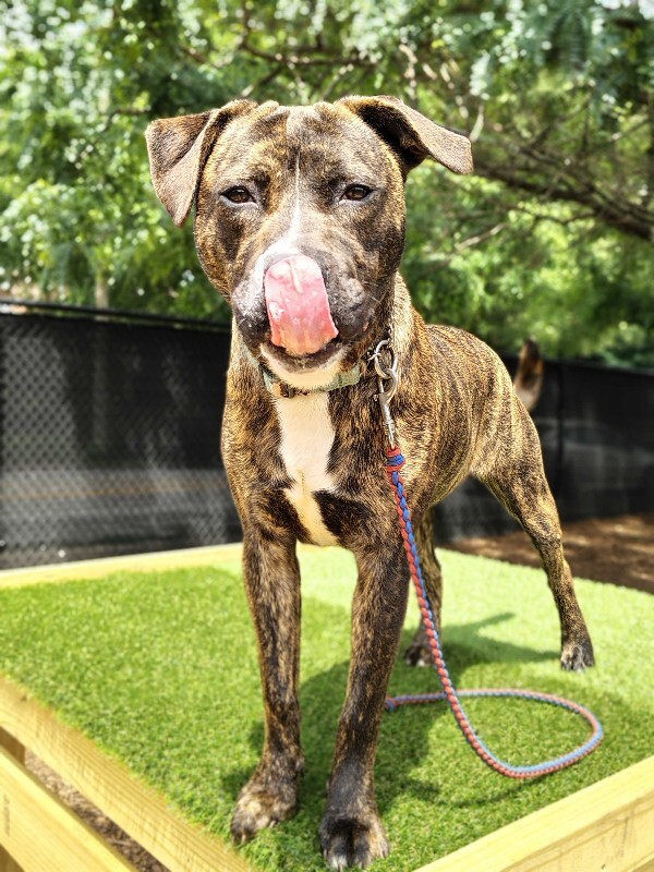 View Brad Paisley the Dog Photo #13