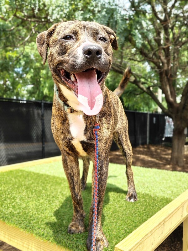 View Brad Paisley the Dog Photo #14