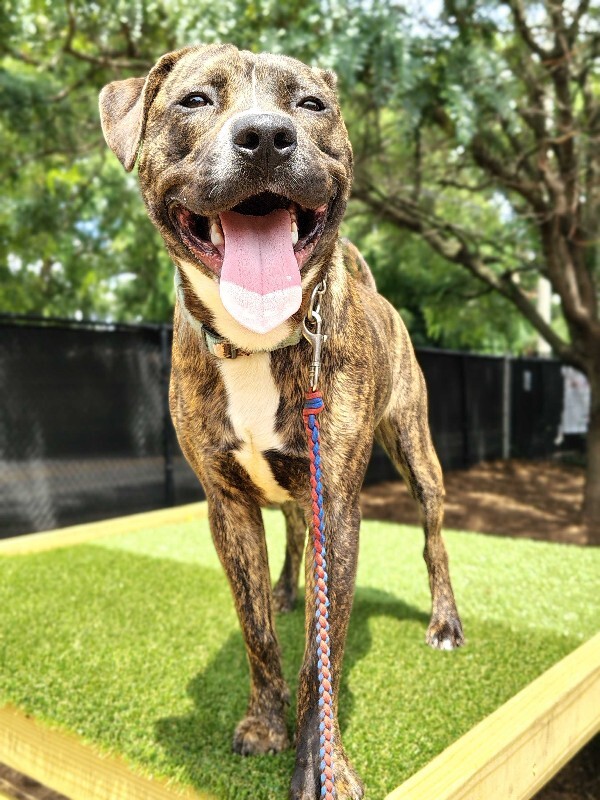 View Brad Paisley the Dog Photo #2