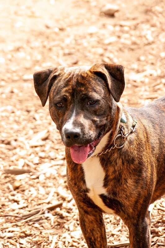 View Brad Paisley the Dog Photo #5
