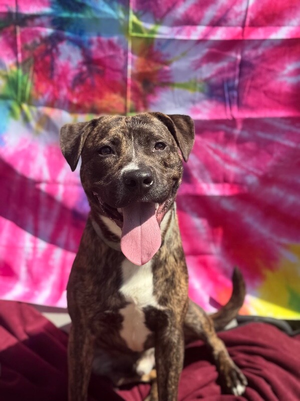 View Brad Paisley the Dog Photo #3