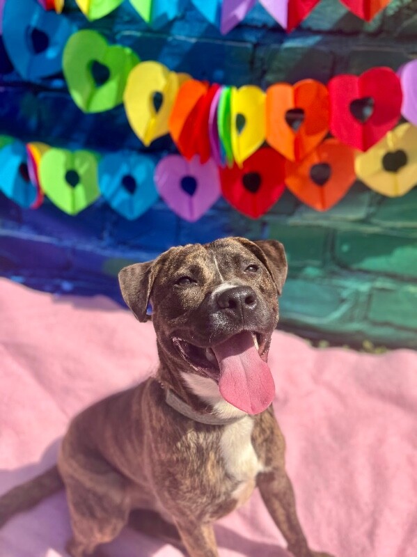 View Brad Paisley the Dog Photo #5