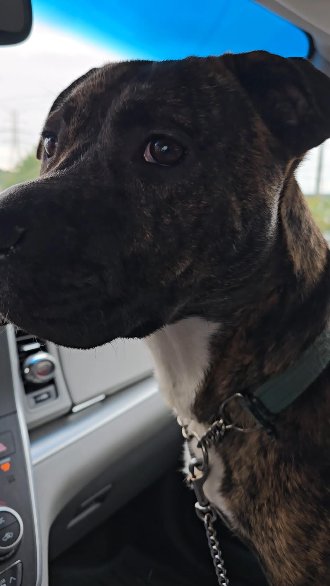 View Brad Paisley the Dog Photo #23