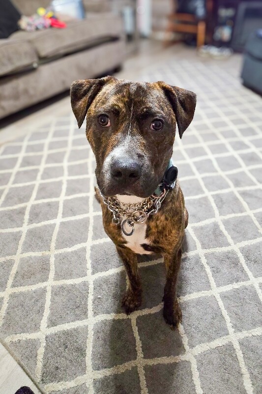 View Brad Paisley the Dog Photo #2