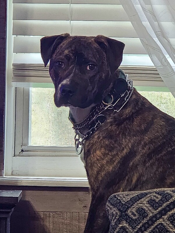 View Brad Paisley the Dog Photo #6