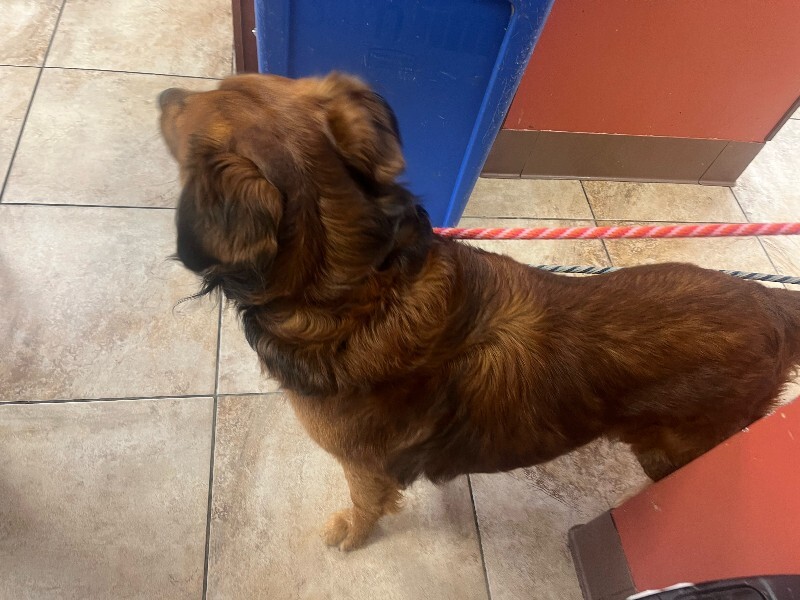 View Rock Skipper the Dog Photo #3