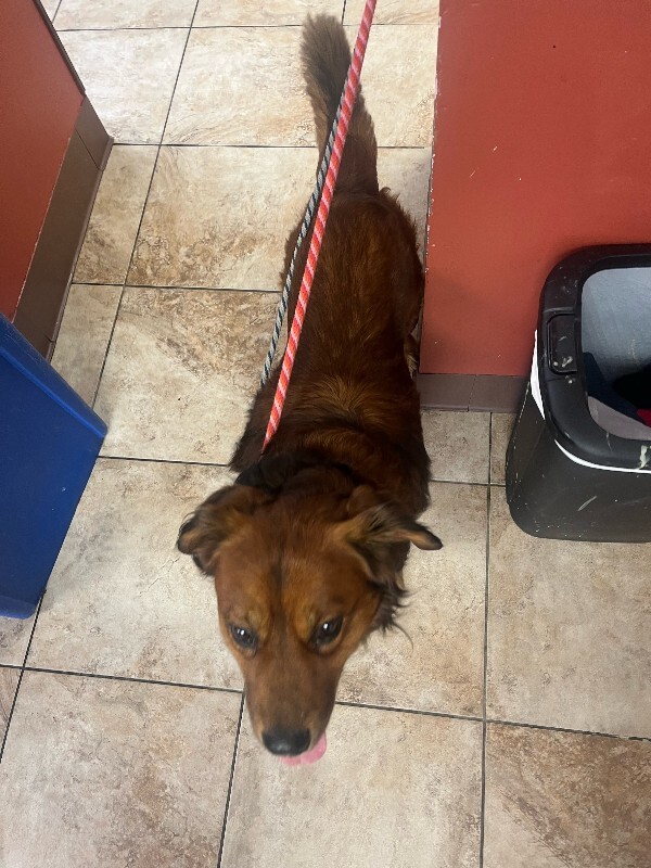 View Rock Skipper the Dog Photo #4