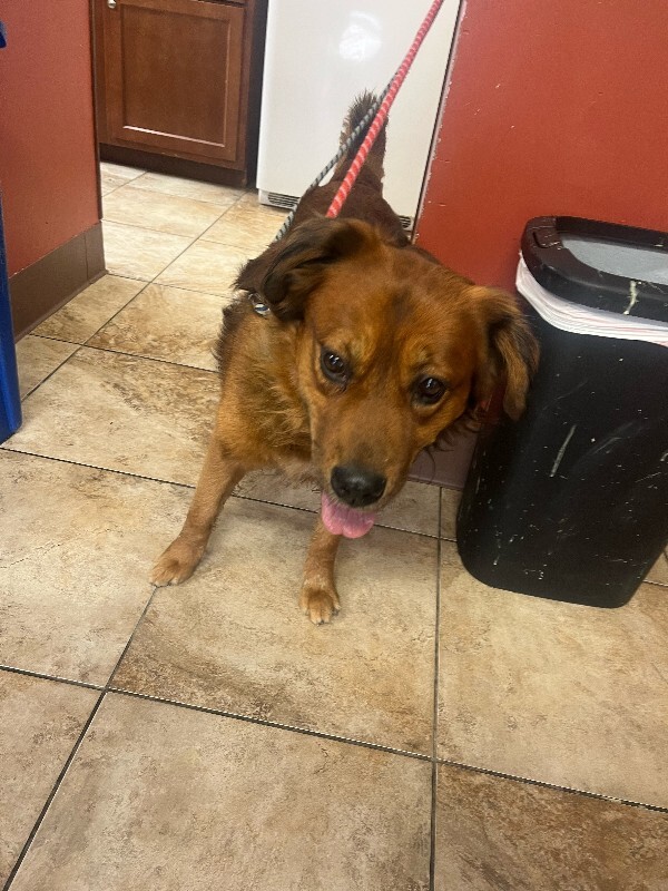 View Rock Skipper the Dog Photo #2