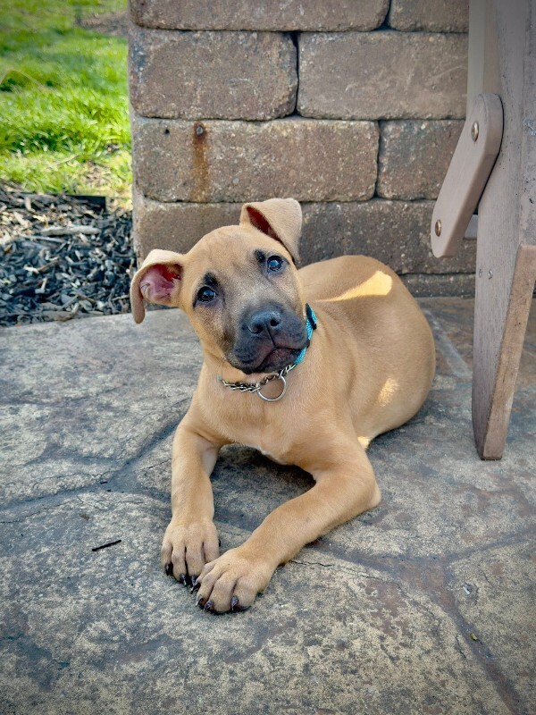 View Guinea Pig the Dog Photo #2