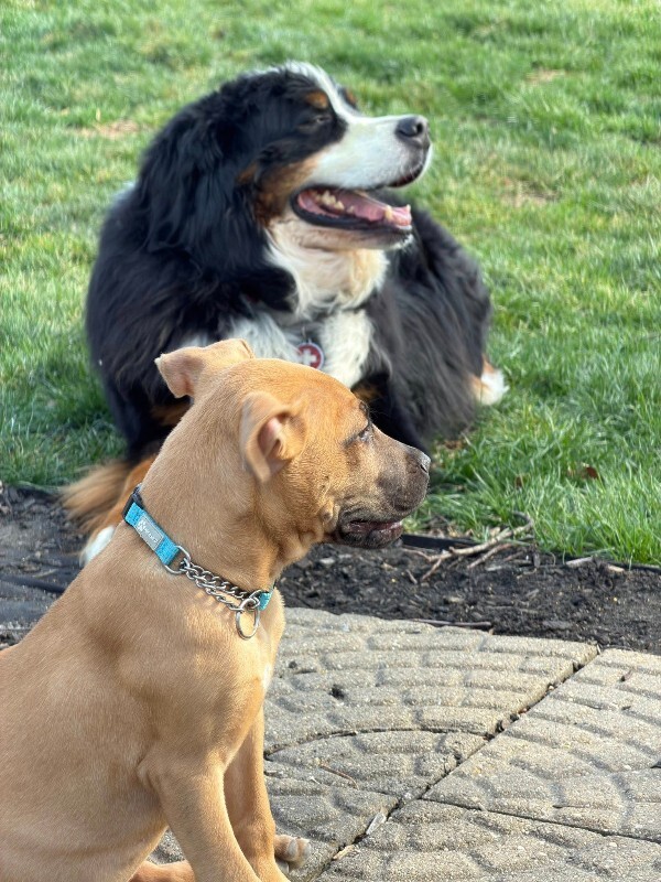 View Guinea Pig the Dog Photo #5